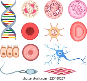 Human Cells, glands neurons and proteins with DNA, Blood cells, Stylized Vector illustration cartoons