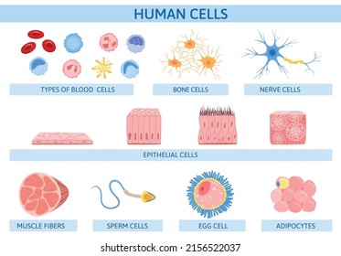 2,791 Muscle fiber icon Images, Stock Photos & Vectors | Shutterstock