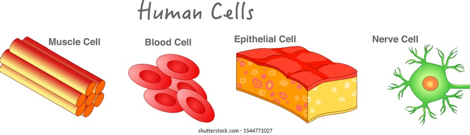 human epidermal cells diagram