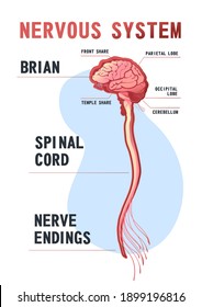 human central nervous system, brain, spinal cord, nerve endings, vector illustration, educational vertical poster on white background