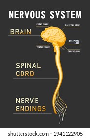 human central nervous system, brain, spinal cord, nerve endings, vector illustration, educational black background vertical poster