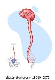 human central nervous system with brain, spinal cord and nerve endings, vector illustration, educational vertical poster on white background