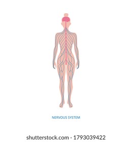 Human central nervous system infographic element vector illustration isolated on white background. Anatomical medical image of female body with nerve endings.