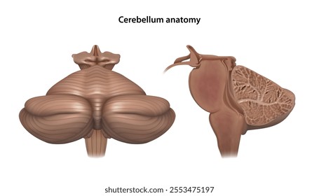 Human cerebellum. Isolated vector illustration