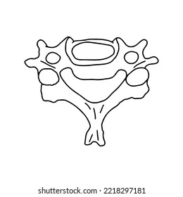 Human cervical vertebra, top view. Outline, anatomical, hand drawn illustration.