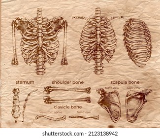 human chest, shoulder, scapula, rib cage, clavicle, bone outline, title, anatomy, skeleton illustration set, texture, old paper,