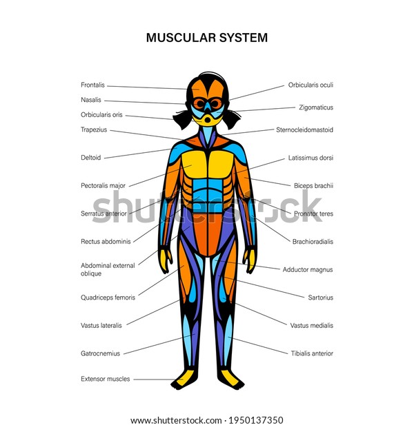 Human Child Muscular System Infographic Anatomical Stock Vector ...