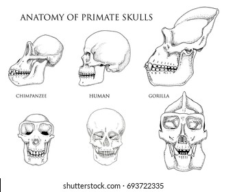 Human and chimpanzee, gorilla. biology and anatomy illustration. engraved hand drawn in old sketch and vintage style. monkey skull or skeleton or bones silhouette. front view or face and profile.