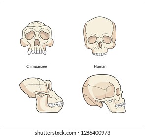 Human And Chimpanzee Gorilla Skull Biology And Anatomy Vector.Evolution Of Skull Comparative Primate Anatomy. Front view or face and profile.