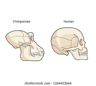 Human And Chimpanzee Skull Biology And Anatomy Vector Illustration. Comparative Primate Anatomy. Comparisons Of The Skull Vector.