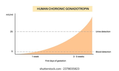 Human chorionic gonadotropin level rising. Detection hCG in blood and urine infographics. Period of cessation of menstruation. Female hormones during the first weeks of pregnancy vector illustration