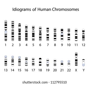 Human chromosome idiogram