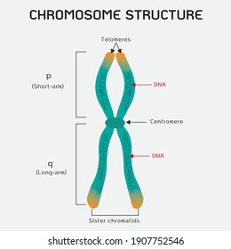 Human chromosome structure isolated on background.