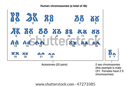 Human Chromosomes Labeled Stock Vector (Royalty Free) 47271085