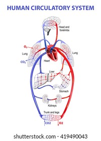 19,558 Circulatory System Images, Stock Photos & Vectors | Shutterstock