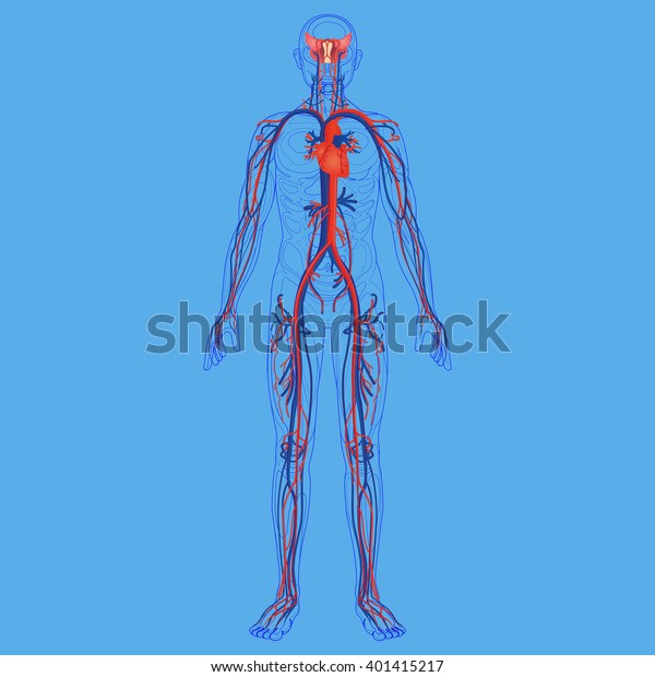 Human Circulatory System Stock Vector Royalty Free 401415217