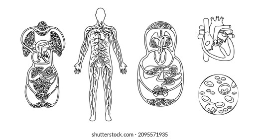 The human circulatory system. Anatomy line isolated drawing sketch diagram. Blood and heart