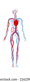 Human circulatory system anatomy. Vector illustration