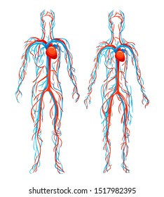 Human Circulatory System. Blood Arteries, Vein Structure, Bloodstream. Structure Of Human Cardiovascular, Body Vascular, Blood Vessels, Lung Arteries, Circulation Sanguine Venous System Vector