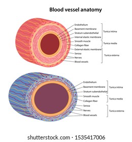 Arterioles Images Stock Photos Vectors Shutterstock