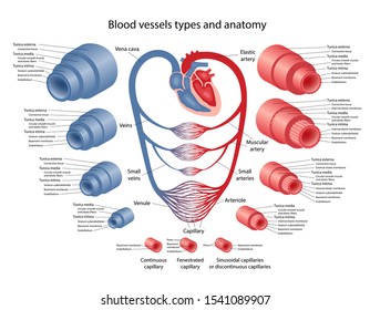 The Human Circulatory System. Blood Vessels Types And Anatomy Of Artery, Veins And Capillaries. Diagram With Description Of The Main Parts. Vector Illustration.