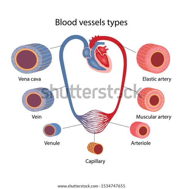 Human Circulatory System Blood Vessels Types Stock Vector (Royalty Free ...