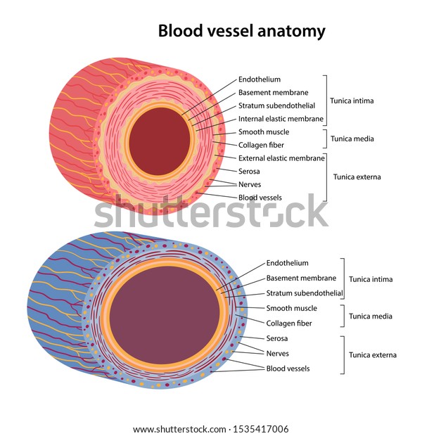 Human Circulatory System Blood Vessels Anatomy: เวกเตอร์สต็อก (ปลอดค่า ... Biology Diagrams
