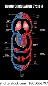 Human circulatory system. Diagram of circulatory system with main parts labeled. illustration of great and small circles of blood circulation in flat style. Eps 10