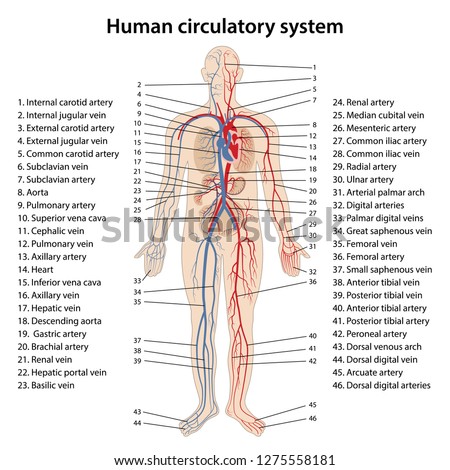 Human Circulatory System Diagram Circulatory System Vector de stock