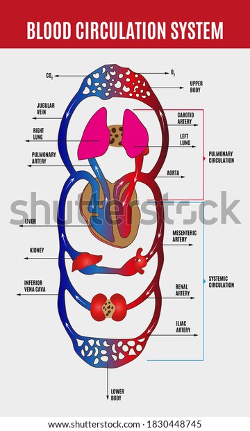 Human circulatory system.\
Diagram of circulatory system with main parts labeled. Vector\
illustration of great and small circles of blood circulation in\
flat style.