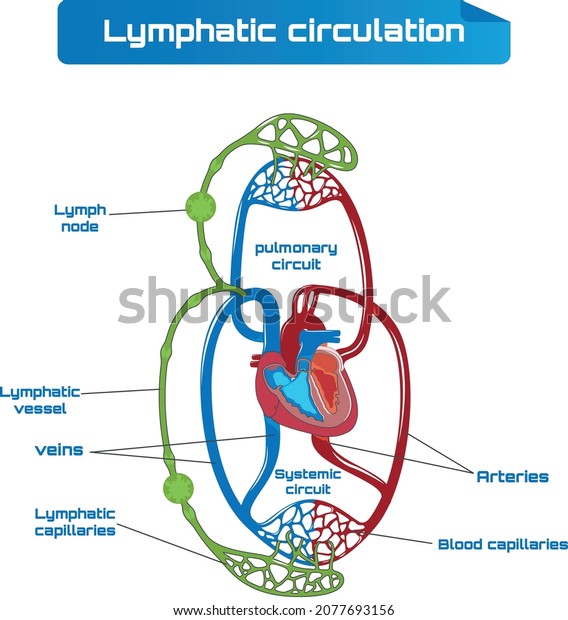 Human circulatory system. Diagram of\
circulatory system with main parts labeled. Vector illustration of\
great and small circles of blood\
circulation.