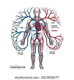 Human circulatory system diagram with red arteries and blue veins