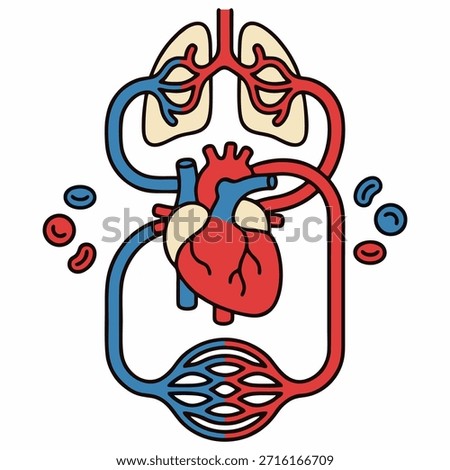 Human Circulatory System Diagram Showing Heart and Lungs Blood Flow, Flat Design Vector Illustration