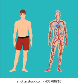 human circulatory system flat vector animation character bodies silhouette