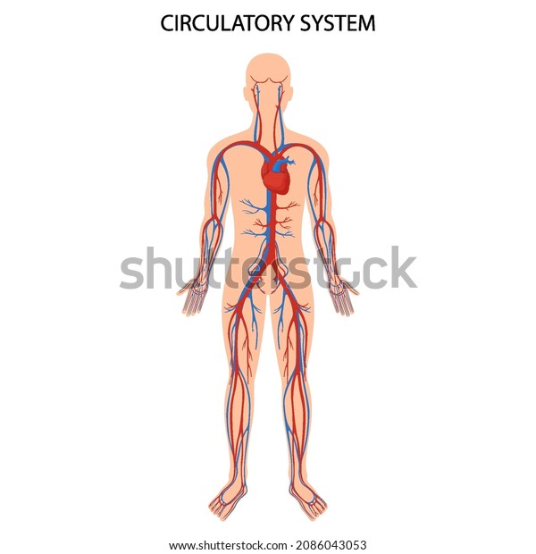 Human circulatory system. Heart\
anatomy, circulatory system, human blood artery, medical\
illustration of blood circulation in human body, realistic flat\
design.