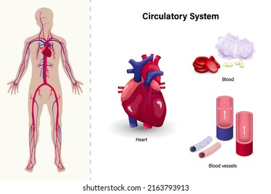 Human Circulatory System. Heart, Blood And Blood Vessels.