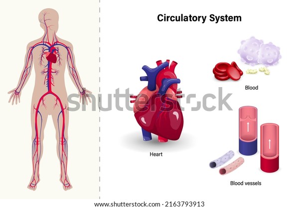 Human Circulatory System Heart Blood Blood Stock Vector (Royalty Free ...