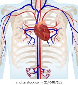 Human Circulatory System Heart Vessels Located Stock Vector (Royalty ...