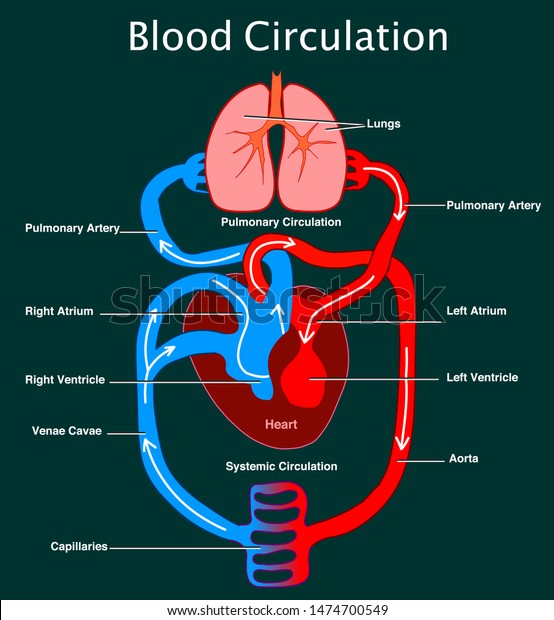 Human Circulatory System Stylized Heart Anatomy Stock ...