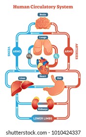 Human Circulatory System vector illustration diagram, blood vessels scheme. Medical infographic. 