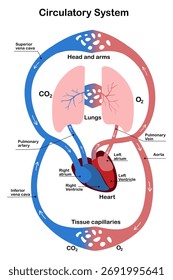 Ilustração do vetor do sistema circulatório humano - Diagrama do coração, artérias e veias para uso médico e educacional