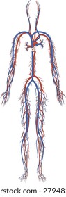 Human circulatory system vector illustration with full body blood vessels cardiovascular anatomy medical diagram design