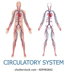 human circulatory system. vector illustration of blood circulation in human body