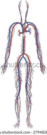 Human circulatory system vector illustration with full body blood vessels cardiovascular anatomy medical diagram design