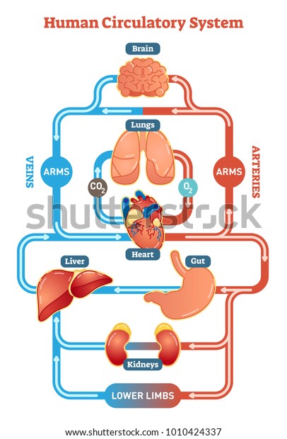 Human Circulatory System\
vector illustration diagram, blood vessels scheme. Medical\
infographic. 