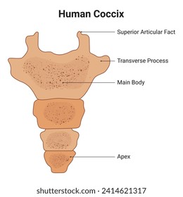 Human Coccix Science Design Vector Illustration Diagram