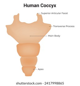Ilustración del vector de diseño de la ciencia de la cocaína humana