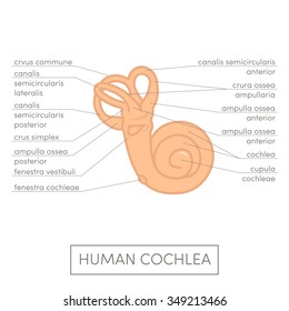 Human cochlea anatomy. Cartoon simple vector illustration for medical atlas or educational textbook. Human ear.