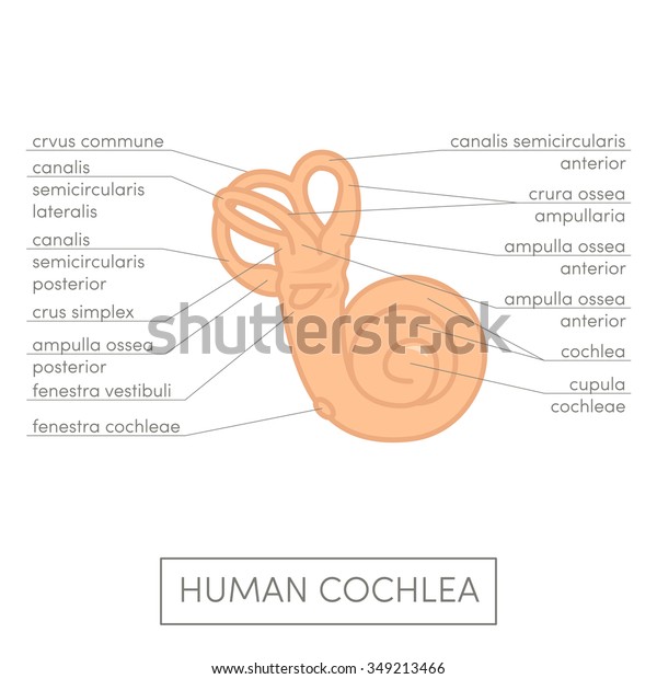 Human cochlea\
anatomy. Cartoon simple vector illustration for medical atlas or\
educational textbook. Human\
ear.