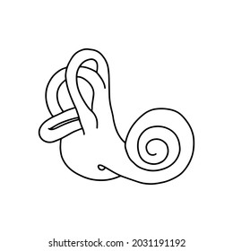 Human cochlea anatomy. The structure of the inner ear.